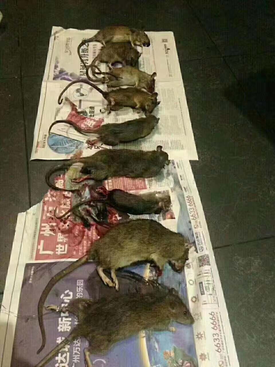 中山寫字樓辦公室怎么滅鼠？