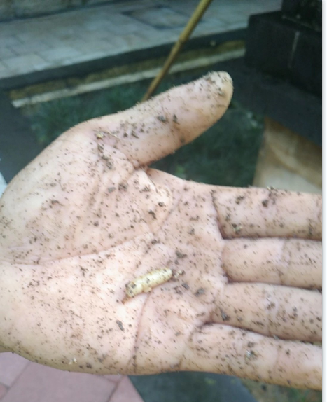 臺(tái)灣乳白蟻對(duì)中山人們的衣、食、住、行的危