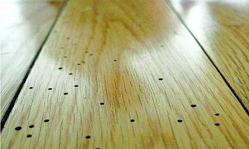 1599184343467213.jpg 上海滅白蟻