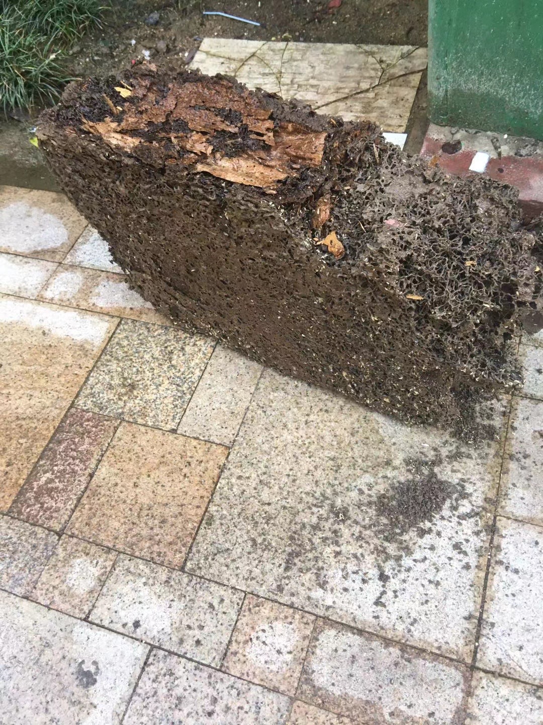 中山白蟻防治行業(yè)協(xié)會副會長兼秘書長 技術(shù)