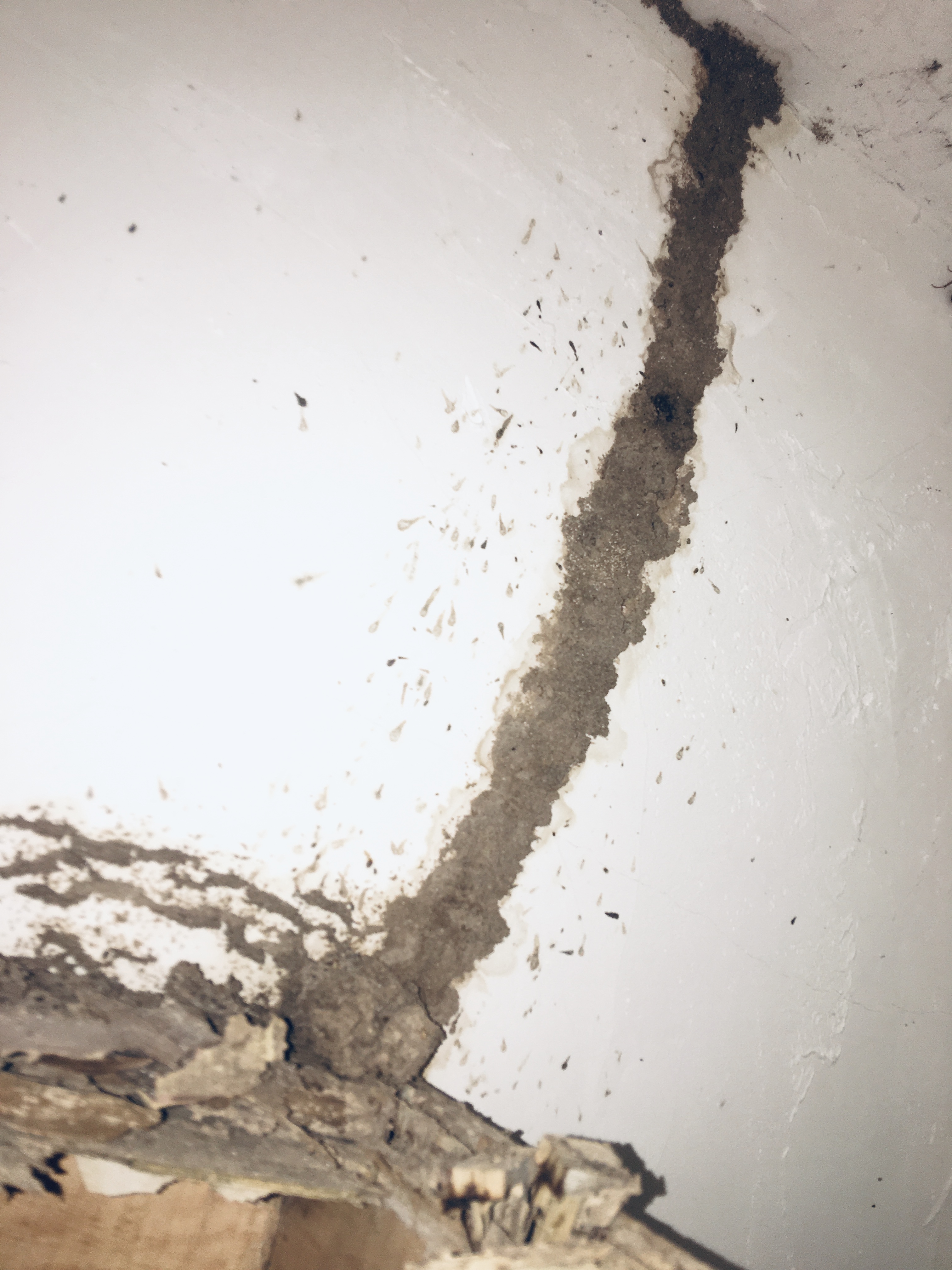 中山白蟻入侵啃掉他數(shù)萬元家當(dāng) 哪類房子容