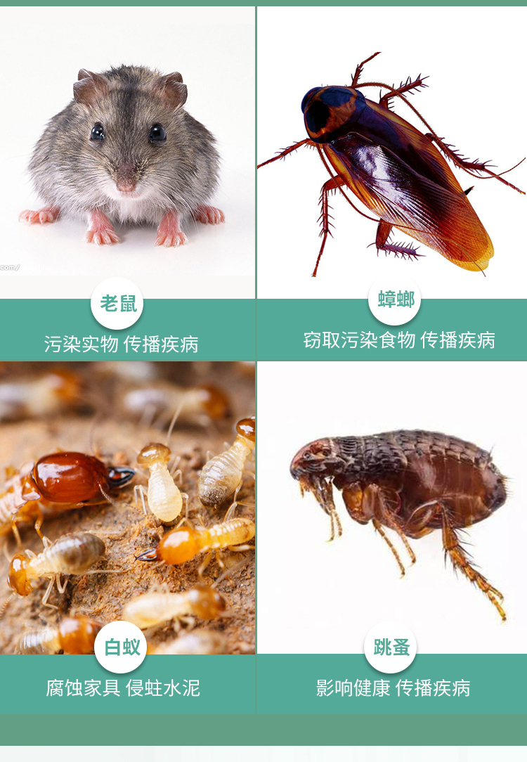 湖南寫(xiě)字樓滅白蟻電話(huà)