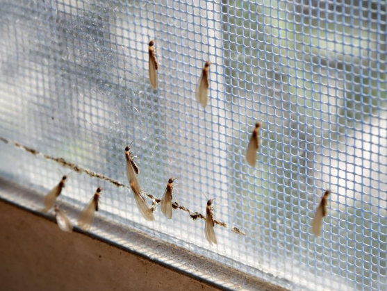 神灣鎮(zhèn)白蟻防治中心，中山港口滅白蟻公司