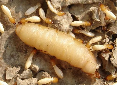 坦洲白蟻防治，古鎮(zhèn)滅白蟻公司 中山白蟻防