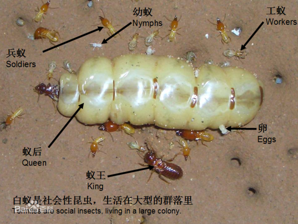 白蟻群體 白蟻群體