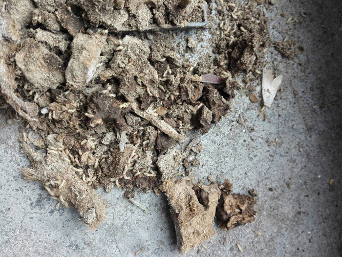 專業(yè)白蟻滅治 專業(yè)白蟻滅治