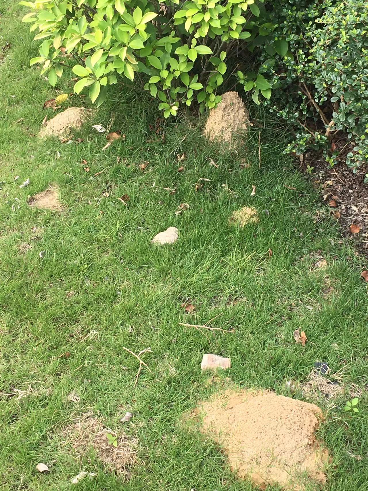 中山滅鼠 中山白蟻防冶，坦洲滅老鼠滅蟑螂