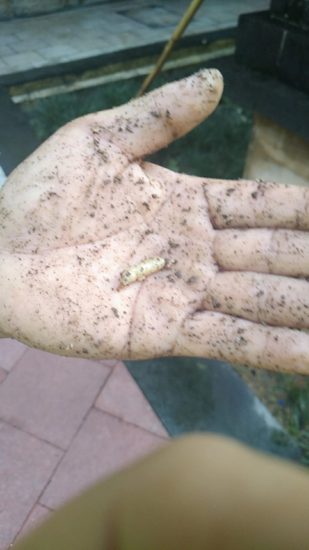 中山白蟻防治所 中山白蟻預防公司 中山白蟻防治中心 中山白蟻防治所 中山白蟻預防公司 中山白蟻防治中心