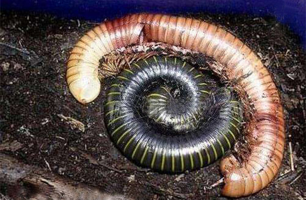 專業(yè)除蟲公司教你防治多腳馬陸 專業(yè)除蟲公司教你防治多腳馬陸