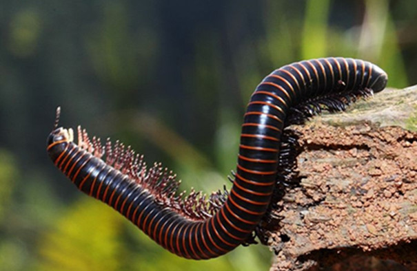 專業(yè)除蟲公司教你防治多腳馬陸 專業(yè)除蟲公司教你防治多腳馬陸