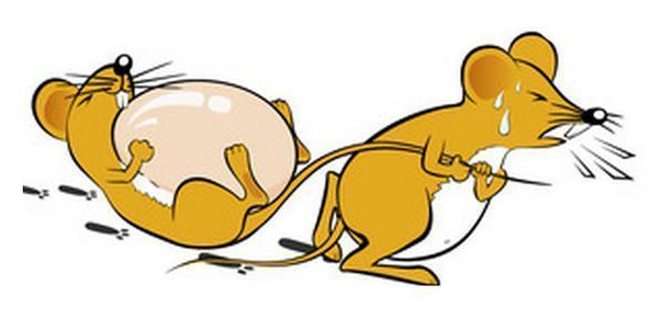 小區(qū)滅鼠服務公司